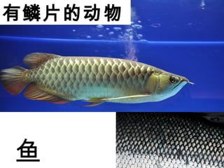 ƬĶ

 