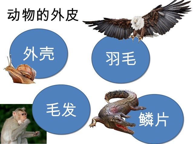 第三课动物 1 第三课动物 1