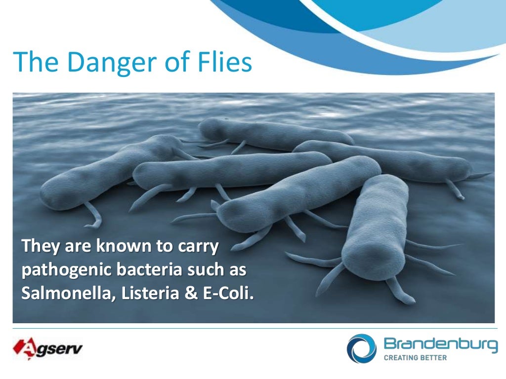 Intro to flying insects