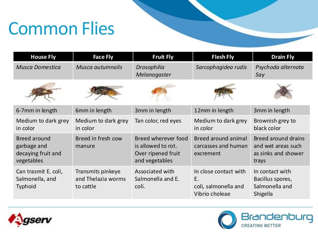 Intro to flying insects
