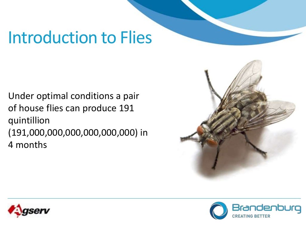 Intro to flying insects