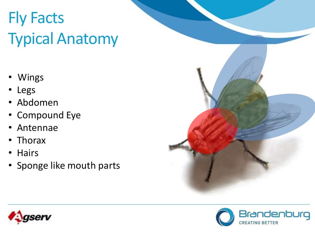 Intro to flying insects