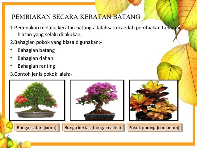Cara Pembiakan Tumbuhan Melalui Keratan Batang