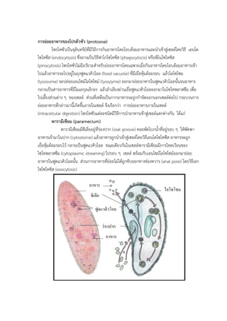 การย่อยอาหารของโปรตัวซัว (protozoa)
โพรโทซัวเป็นจุลินทรีย์ที่มีวิถีการกินอาหารโดยโอบล้อมอาหารและนาเข้าสู่เซลล์โดยวิธี เอนโด
ไซโทซีส (endocytosis) ซึ่งอาจเป็นวิธีฟาโกไซโทซีส (phagocytocis) หรือพิโนไซโทซิส
(pinocytosis) โพรโทซัวไม่มีอวัยวะสาหรับย่อยอาหารโดยเฉพาะเมื่อกินอาหารโดยโอบล้อมอาหารเข้า
ไปแล้วอาหารจะไปอยู่ในถุงฟูดแวคิวโอล (food vacuole) ที่มีเยื่อหุ้มล้อมรอบ แล้วไลโซโซม
(lysosome) จะปล่อยเอนไซม์ไลโซไซม์ (lysozyme) ออกมาย่อยอาหารในฟูดแวคิวโอลนั้นจนอาหาร
กลายเป็นสารอาหารที่มีโมเลกุลเล็กลง แล้วลาเลียงผ่านเยื่อฟูดแวคิวโอลออกมาในไซโทพลาสซึม เพื่อ
ไปเลี้ยงส่วนต่าง ๆ ของเซลล์ ส่วนที่เหลือเป็นกากอาหารจะถูกกาจัดออกนอกเซลล์ต่อไป กระบวนการ
ย่อยอาหารที่กล่าวมานี้เกิดขึ้นภายในเซลล์ จึงเรียกว่า การย่อยอาหารภายในเซลล์
(intracellular digestion) โพรโทซัวแต่ละชนิดมีวิธีการนาอาหารเข้าสู่เซลล์แตกต่างกัน ได้แก่
พารามีเซียม (paramecium)
พารามีเซียมมีซีเลียอยู่ที่ร่องปาก (oral groove) คอยพัดโบกน้าที่อยู่รอบ ๆ ให้พัดพา
อาหารเข้ามาในปาก (cytostome) แล้วอาหารถูกนาเข้าสู่เซลล์โดยวิธีเอนโดไซโทซีส อาหารจะถูก
เยื่อหุ้มล้อมรอบไว้ กลายเป็นฟูดแวคิวโอล ขณะเดียวกันในเซลล์พารามีเซียมมีการไหลเวียนของ
ไซโทพลาสซึม (cytoplasmic streaming) ไปรอบ ๆ เซลล์ พร้อมกับเอนไซม์ไลโซไซม์ออกมาย่อย
อาหารในฟูดแวคิวโอลนั้น ส่วนกากอาหารที่ย่อยไม่ได้ถูกขับออกทางช่องทวาร (anal pore) โดยวิธีเอก
โซไซโทซิส (exocytosis)
อาหาร
เจลลัม
เจลลัม
ซิเลีย
ฟูดแวคิวโอล
ร่องปาก
อาหาร
ไลโซโซม
 