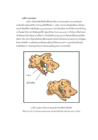อะมีบา (amoeba)
อะมีบา เป็นโพรโทซัวที่เคลื่อนที่ด้วยเท้าเทียม อาหารของอะมีบาประกอบด้วยเศษ
สารอินทรีย์ เซลล์แบคทีเรีย สาหร่ายและสิ่งมีชีวิตเล็ก ๆ อะมีบา นาอาหารเข้าสู่เซลล์โดยการยื่นส่วน
ของเท้าเทียมที่เรียกว่าซูโดโพเดียม (pseudopodium) ออกไปโอบล้อมอาหารทาให้อาหารตกเข้าไปอยู่
ภายในเซลล์ เรียกอาหารที่อยู่ในเซลล์นี้ว่า ฟูดแวคิวโอล (food vaceuole) การกินโดยการยื่นส่วนของ
เท้าเทียมออกไปโอบล้อมอาหารนี้เรียกว่า ฟาโกไซโทซิส (phagocytosis) ซึ่งจะพบได้ในพวกเซลล์เม็ด
เลือดขาวด้วย ต่อจากนั้นส่วนไซโทพลาสซึมของอะมีบาก็จะสร้างน้าย่อยออกมาย่อยอาหารภายในฟูดแว
คิวโอล อีกทีหนึ่ง การเคลื่อนไหวของไซโทพลาสซึมจะทาให้สารอาหารต่าง ๆ ถูกลาเลียงไปทั่วเซลล์
ส่วนที่เหลือจากการย่อยจะถูกขับออกทางผิวของเซลล์ในรูปของกากอาหารต่อไป
ภาพที่ 2 แสดงการกินอาหารของอะมีบาโดยวิธีฟาโกไซโทซิส
(ที่มา:htt://61.19.145.8/student/web 42106/504/504-1941/file.html, 2552)
อาหาร
ซูโดโพเดียม
 