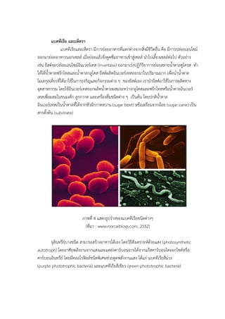 แบคทีเรีย และเห็ดรา
แบคทีเรียและเห็ดรา มีการย่อยอาหารที่แตกต่างจากสิ่งมีชีวิตอื่น คือ มีการปล่อยเอนไซม์
ออกมาย่อยอาหารนอกเซลล์ เมื่อย่อยแล้วจึงดูดซึมอาหารเข้าสู่เซลล์ นาไปเลี้ยงเซลล์ต่อไป ตัวอย่าง
เช่น ยีสต์จะปล่อยเอนไซม์อินเวอร์เทส (invertase) ออกมาเร่งปฏิกิริยาการย่อยสลายน้าตาลซูโครส ทา
ให้ได้น้าตาลฟรักโทสและน้าตาลกลูโคส ยีสต์ผลิตอินเวอร์เทสออกมาในปริมาณมาก เพื่อนาน้าตาล
โมเลกุลเดี่ยวที่ได้มาใช้ในการเจริญและกิจกรรมต่าง ๆ ของยีสต์เอง เรานายีสต์มาใช้ในการผลิตทาง
อุตสาหกรรม โดยใช้อินเวอร์เทสออกผลิตน้าตาลผสมระหว่างกลูโคสและฟรักโทสหรือน้าตาลอินเวอร์
เทสเพื่อผสมในขนมเค้ก ลูกกวาด และเครื่องดื่มชนิดต่าง ๆ เป็นต้น โดยปกติน้าตาล
อินเวอร์เทสเป็นน้าตาลที่ได้จากหัวผักกาดหวาน (sugar beet) หรือเตรียมจากอ้อย (sugar cane) เป็น
สารตั้งต้น (substrate)
ภาพที่ 4 แสดงรูปร่างของแบคทีเรียชนิดต่างๆ
(ที่มา : www.norcalblogs.com, 2552)
จุลินทรีย์บางชนิด สามารถสร้างอาหารได้เอง โดยวิธีสังเคราะห์ด้วยแสง (photosynthetic
autotroph) โดยอาศัยพลังงานจากแสงและแหล่งคาร์บอนอาจได้จากแก๊สคาร์บอนไดออกไซด์หรือ
คาร์บอนอินทรีย์ โดยมีคลอโรฟิลล์ชนิดพิเศษช่วยดูดพลังงานแสง ได้แก่ แบคทีเรียสีม่วง
(purple phototrophic bacteria) และแบคทีเรียสีเขียว (green phototrophic bacteria)
 