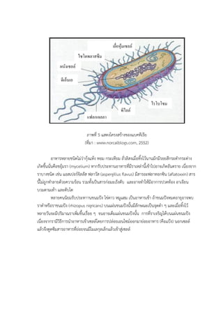 ภาพที่ 5 แสดงโครงสร้างของแบคทีเรีย
(ที่มา : www.norcalblogs.com, 2552)
อาหารหลายชนิดไม่ว่ากุ้งแห้ง หอม กระเทียม ถั่วลิสงเมื่อทิ้งไว้นานมักมีรอยสีกระดากระด่าง
เกิดขึ้นนั่นคือขยุ้มรา (mycelium) หากรับประทานอาหารที่มีราเหล่านี้เข้าไปอาจเกิดอันตราย เนื่องจาก
ราบางชนิด เช่น แอสเปอร์จิลลัส ฟลาวัส (aspergillus flavus) มีสารอะฟลาทอกซิน (aflatoxxin) สาร
นี้ไม่ถูกทาลายด้วยความร้อน รวมทั้งเป็นสารก่อมะเร็งตับ และอาจทาให้มีอาการปวดท้อง อาเจียน
บวมตามเท้า และตับโต
หลายคนนิยมรับประทาานขนมปัง ไข่ดาว หมูแฮม เป็นอาหารเช้า ถ้าขนมปังหมดอายุอาจพบ
ราดาหรือราขนมปัง (rhizopus nigricans) บนแผ่นขนมปังนั้นมีลักษณะเป็นจุดดา ๆ และเมื่อทิ้งไว้
หลายวันจะมีปริมาณราเพิ่มขึ้นเรื่อย ๆ จนอาจเต็มแผ่นขนมปังนั้น การที่ราเจริญได้บนแผ่นขนมปัง
เนื่องจากรามีวิธีการนาอาหารเข้าเซลล์โดยการปล่อยเอนไซม์ออกมาย่อยอาหาร (คือแป้ง) นอกเซลล์
แล้วจึงดูดซึมสารอาหารที่ย่อยจนมีโมเลกุลเล็กแล้วเข้าสู่เซลล์
เยื่อหุ้มเซลล์
ไซโตพลาสซึม
ผนังเซลล์
พิไลล์
ไรโบโซม
ดีเอ็นเอ
แฟลกเจลลา
 