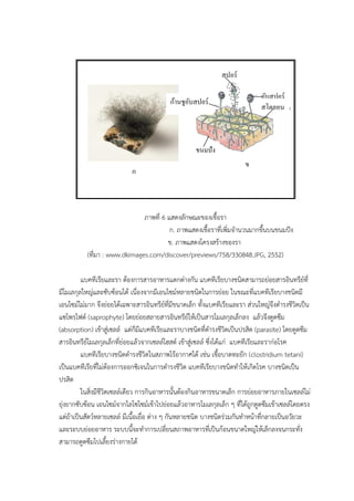 ภาพที่ 6 แสดงลักษณะของเชื้อรา
ก. ภาพแสดงเชื้อราที่เพิ่มจานวนมากขึ้นบนขนมปัง
ข. ภาพแสดงโครงสร้างของรา
(ที่มา : www.dkimages.com/discover/previews/758/330848.JPG, 2552)
แบคทีเรียและรา ต้องการสารอาหารแตกต่างกัน แบคทีเรียบางชนิดสามารถย่อยสารอินทรีย์ที่
มีโมเลกุลใหญ่และซับซ้อนได้ เนื่องจากมีเอนไซม์หลายชนิดในการย่อย ในขณะที่แบคทีเรียบางชนิดมี
เอนไซม์ไม่มาก จึงย่อยได้เฉพาะสารอินทรีย์ที่มีขนาดเล็ก ทั้งแบคทีเรียและรา ส่วนใหญ่จึงดารงชีวิตเป็น
แซโพรไฟต์ (saprophyte) โดยย่อยสลายสารอินทรีย์ให้เป็นสารโมเลกุลเล็กลง แล้วจึงดูดซึม
(absorption) เข้าสู่เซลล์ แต่ก็มีแบคทีเรียและราบางชนิดที่ดารงชีวิตเป็นปรสิต (parasite) โดยดูดซึม
สารอินทรีย์โมเลกุลเล็กที่ย่อยแล้วจากเซลล์โฮสต์ เข้าสู่เซลล์ ซึ่งได้แก่ แบคทีเรียและราก่อโรค
แบคทีเรียบางชนิดดารงชีวิตในสภาพไร้อากาศได้ เช่น เชื้อบาดทะยัก (clostridium tetani)
เป็นแบคทีเรียที่ไม่ต้องการออกซิเจนในการดารงชีวิต แบคทีเรียบางชนิดทาให้เกิดโรค บางชนิดเป็น
ปรสิต
ในสิ่งมีชีวิตเซลล์เดียว การกินอาหารนั้นต้องกินอาหารขนาดเล็ก การย่อยอาหารภายในเซลล์ไม่
ยุ่งยากซับซ้อน เอนไซม์จากไลโซไซม์เข้าไปย่อยแล้วอาหารโมเลกุลเล็ก ๆ ที่ได้ถูกดูดซึมเข้าเซลล์โดยตรง
แต่ถ้าเป็นสัตว์หลายเซลล์ มีเนื้อเยื่อ ต่าง ๆ กันหลายชนิด บางชนิดร่วมกันทาหน้าที่กลายเป็นอวัยวะ
และระบบย่อยอาหาร ระบบนี้จะทาการเปลี่ยนสภาพอาหารที่เป็นก้อนขนาดใหญ่ให้เล็กลงจนกระทั่ง
สามารถดูดซึมไปเลี้ยงร่างกายได้
ก
ข
สปอร์
อับสปอร์
สโตลอน
เจลลัม
เจลลัม
ก้านชูอับสปอร์
ขนมปัง
 