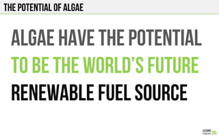 The potential of algae
ALGAE HAVE THE POTENTIAL
TO BE THE WORLD’s FUTURE
RENEWABLE FUEL SOURCE
 