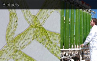 Biofuels
 