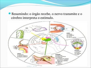 Resumindo: o órgão recebe, o nervo transmite e o
cérebro interpreta o estímulo.
Fonte: Manual da Escola Dominical – Antônio
Gilberto - CPAD
 