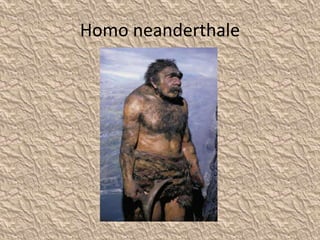 Homo neanderthale
 