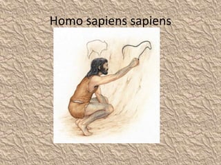 Homo sapiens sapiens
 