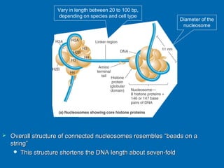 Chromosomal coiling and structure | PPT