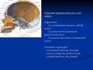 Передняя черепная ямка, fossa cranii 
anterior, 
образована: 
1) глазничными частями лобной 
кости; 
2) решетчатой пластинкой 
решетчатой кости; 
3) малыми крыльями клиновидной 
кости. 
Основные структуры: 
- петушиный гребень, crista galli; 
- слепое отверстие, foramen caecum; 
- лобный гребень, crista frontalis. 
 