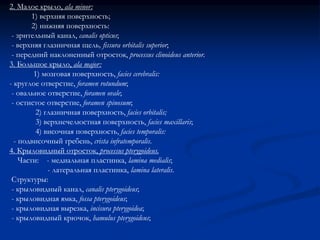 2. Малое крыло, ala minor: 
1) верхняя поверхность; 
2) нижняя поверхность: 
- зрительный канал, canalis opticus; 
- верхняя глазничная щель, fissura orbitalis superior; 
- передний наклоненный отросток, processus clinoideus anterior. 
3. Большое крыло, ala major: 
1) мозговая поверхность, facies cerebralis: 
- круглое отверстие, foramen rotundum; 
- овальное отверстие, foramen ovale; 
- остистое отверстие, foramen spinosum; 
2) глазничная поверхность, facies orbitalis; 
3) верхнечелюстная поверхность, facies maxillaris; 
4) височная поверхность, facies temporalis: 
- подвисочный гребень, crista infratemporalis. 
4. Крыловидный отросток, processus pterygoideus. 
Части: - медиальная пластинка, lamina medialis; 
- латеральная пластинка, lamina lateralis. 
Структуры: 
- крыловидный канал, canalis pterygoideus; 
- крыловидная ямка, fossa pterygoideus; 
- крыловидная вырезка, incisura pterygoidea; 
- крыловидный крючок, hamulus pterygoideus; 
 