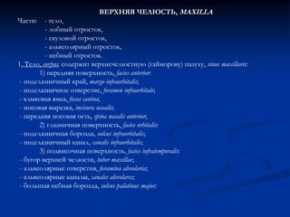 ВЕРХНЯЯ ЧЕЛЮСТЬ, MAXILLA 
Части: - тело, 
- лобный отросток, 
- скуловой отросток, 
- альвеолярный отросток, 
- небный отросток. 
1. Тело, corpus, содержит верхнечелюстную (гайморову) пазуху, sinus maxillaris: 
1) передняя поверхность, facies anterior: 
- подглазничный край, margo infraorbitalis; 
- подглазничное отверстие, foramen infraorbitale; 
- клыковая ямка, fossa canina; 
- носовая вырезка, incisura nasalis; 
- передняя носовая ость, spina nasalis anterior; 
2) глазничная поверхность, facies orbitalis: 
- подглазничная борозда, sulcus infraorbitalis; 
- подглазничный канал, canalis infraorbitalis; 
3) подвисочная поверхность, facies infratemporalis: 
- бугор верхней челюсти, tuber maxillae; 
- альвеолярные отверстия, foramina alveolaria; 
- альвеолярные каналы, canales alveolares; 
- большая небная борозда, sulcus palatinus major; 
 
