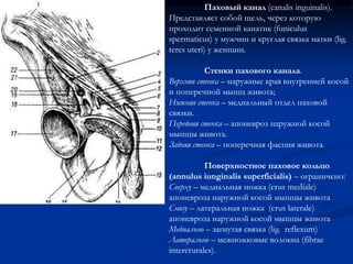 Паховый канал (canalis inguinalis). 
Представляет собой щель, через которую 
проходит семенной канатик (funiculus 
spermaticus) у мужчин и круглая связка матки (lig. 
teres uteri) у женщин. 
Стенки пахового канала. 
Верхняя стенка – наружные края внутренней косой 
и поперечной мышц живота; 
Нижняя стенка – медиальный отдел паховой 
связки. 
Передняя стенка – апоневроз наружной косой 
мышцы живота. 
Задняя стенка – поперечная фасция живота. 
Поверхностное паховое кольцо 
(annulus iunginalis superficialis) – ограничено: 
Сверху – медиальная ножка (crus mediale) 
апоневроза наружной косой мышцы живота 
Снизу – латеральная ножка (crus laterale) 
апоневроза наружной косой мышцы живота 
Медиально – загнутая связка (lig. reflexum) 
Латерально – межножковые волокна (fibrae 
intercrurales). 
 