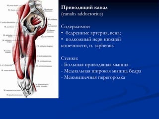 Приводящий канал 
(canalis adductorius) 
Содержимое: 
• бедренные артерия, вена; 
• подкожный нерв нижней 
конечности, п. saphenus. 
Стенки: 
- Большая приводящая мышца 
- Медиальная широкая мышца бедра 
- Межмышечная перегородка 
 