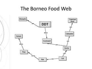 The Borneo Food Web 
 