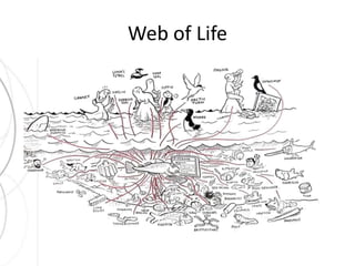 Web of Life 
 