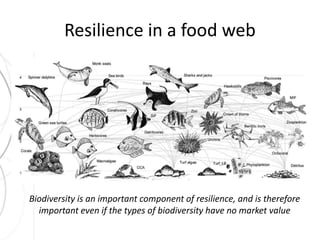 Resilience in a food web 
Biodiversity is an important component of resilience, and is therefore 
important even if the types of biodiversity have no market value 
 