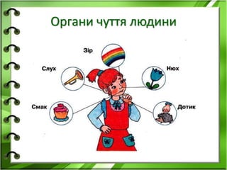 Органи чуття людини 
 