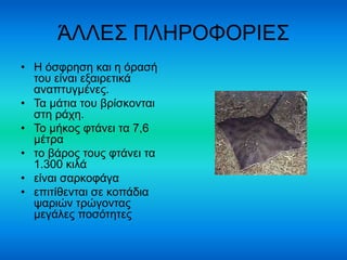 ΆΛΛΕΣ ΠΛΗΡΟΦΟΡΙΕΣ 
• Η όσφρηση και η όρασή 
του είναι εξαιρετικά 
αναπτυγμένες. 
• Τα μάτια του βρίσκονται 
στη ράχη. 
• Το μήκος φτάνει τα 7,6 
μέτρα 
• το βάρος τους φτάνει τα 
1.300 κιλά 
• είναι σαρκοφάγα 
• επιτίθενται σε κοπάδια 
ψαριών τρώγοντας 
μεγάλες ποσότητες 
 