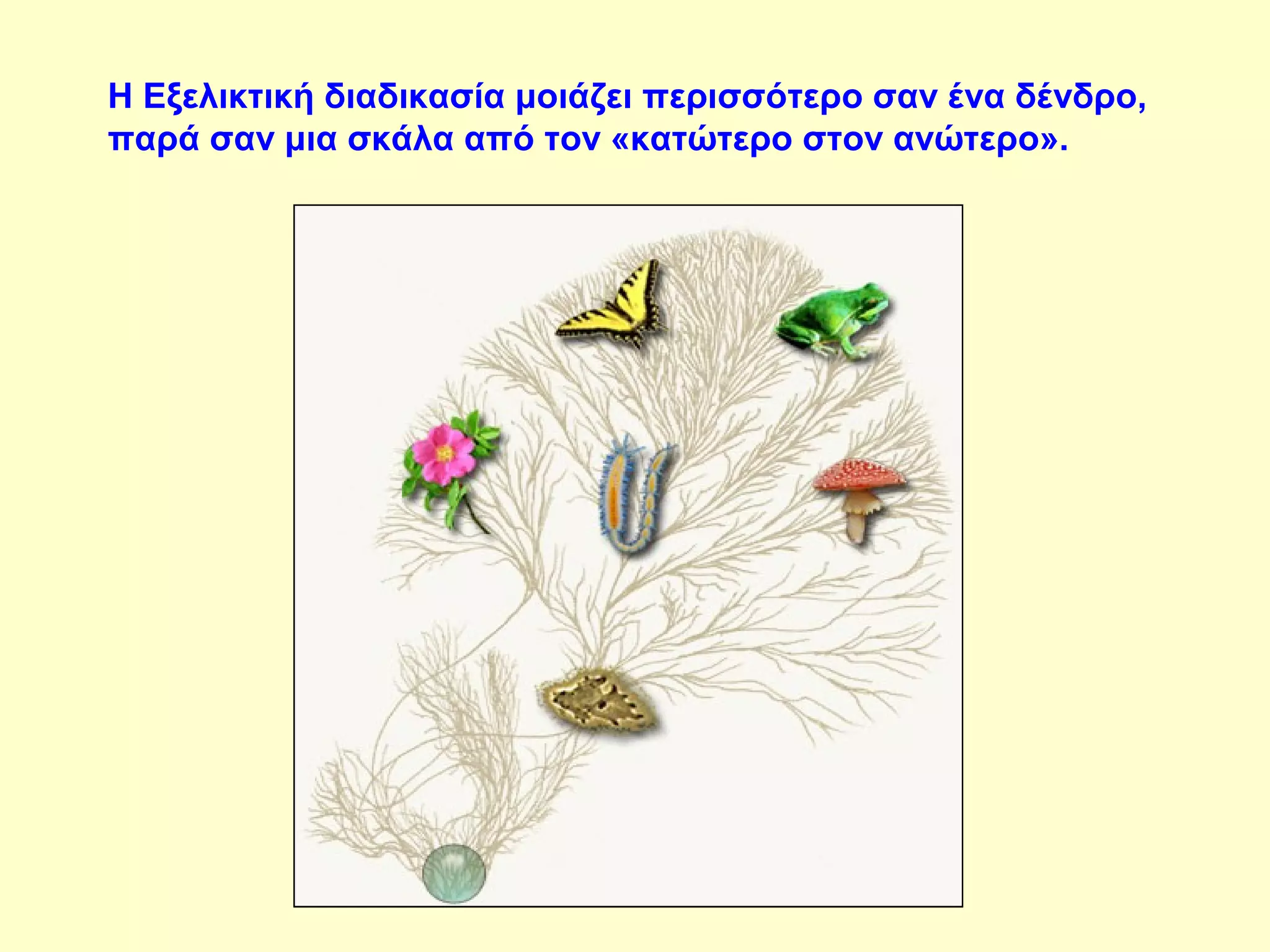 Η Εξελικτική διαδικασία μοιάζει περισσότερο σαν ένα δένδρο, 
παρά σαν μια σκάλα από τον «κατώτερο στον ανώτερο». 
 