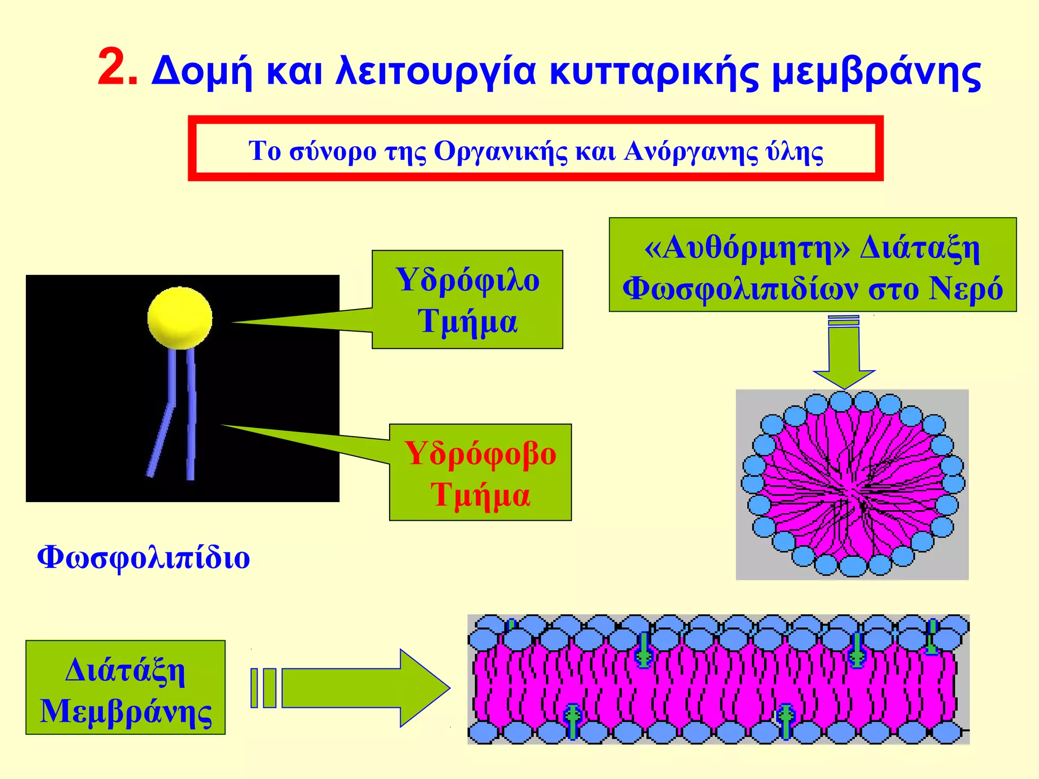 2. Δομή και λειτουργία κυτταρικής μεμβράνης 
Το σύνορο της Οργανικής και Ανόργανης ύλης 
Φωσφολιπίδιο 
Υδρόφιλο 
Τμήμα 
Υδρόφοβο 
Τμήμα 
«Αυθόρμητη» Διάταξη 
Φωσφολιπιδίων στο Νερό 
Διάτάξη 
Μεμβράνης 
 