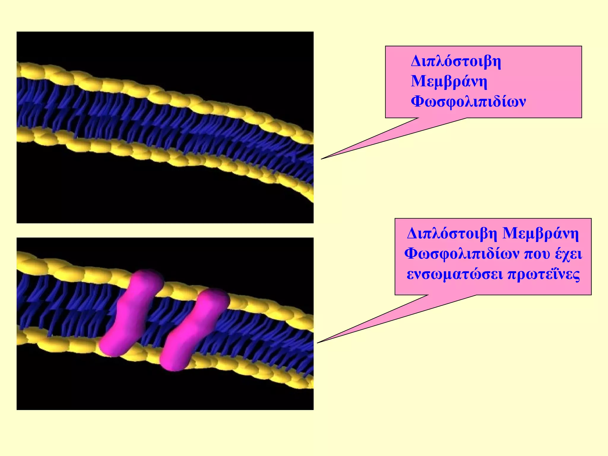 Διπλόστοιβη 
Μεμβράνη 
Φωσφολιπιδίων 
Διπλόστοιβη Μεμβράνη 
Φωσφολιπιδίων που έχει 
ενσωματώσει πρωτεΐνες 
 