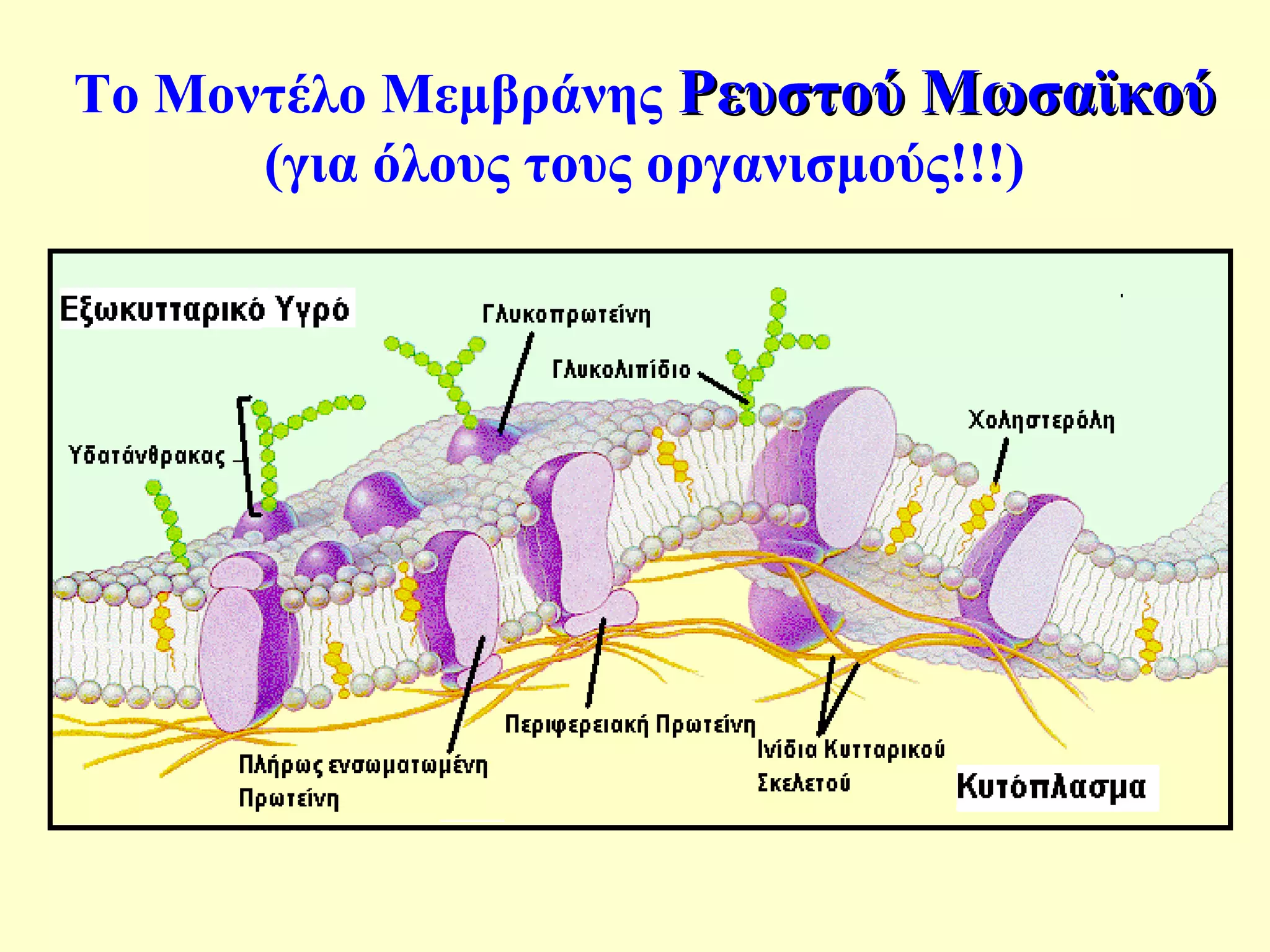 Το Μοντέλο Μεμβράνης ΡΡεευυσσττοούύ ΜΜωωσσααϊϊκκοούύ 
(για όλους τους οργανισμούς!!!) 
 
