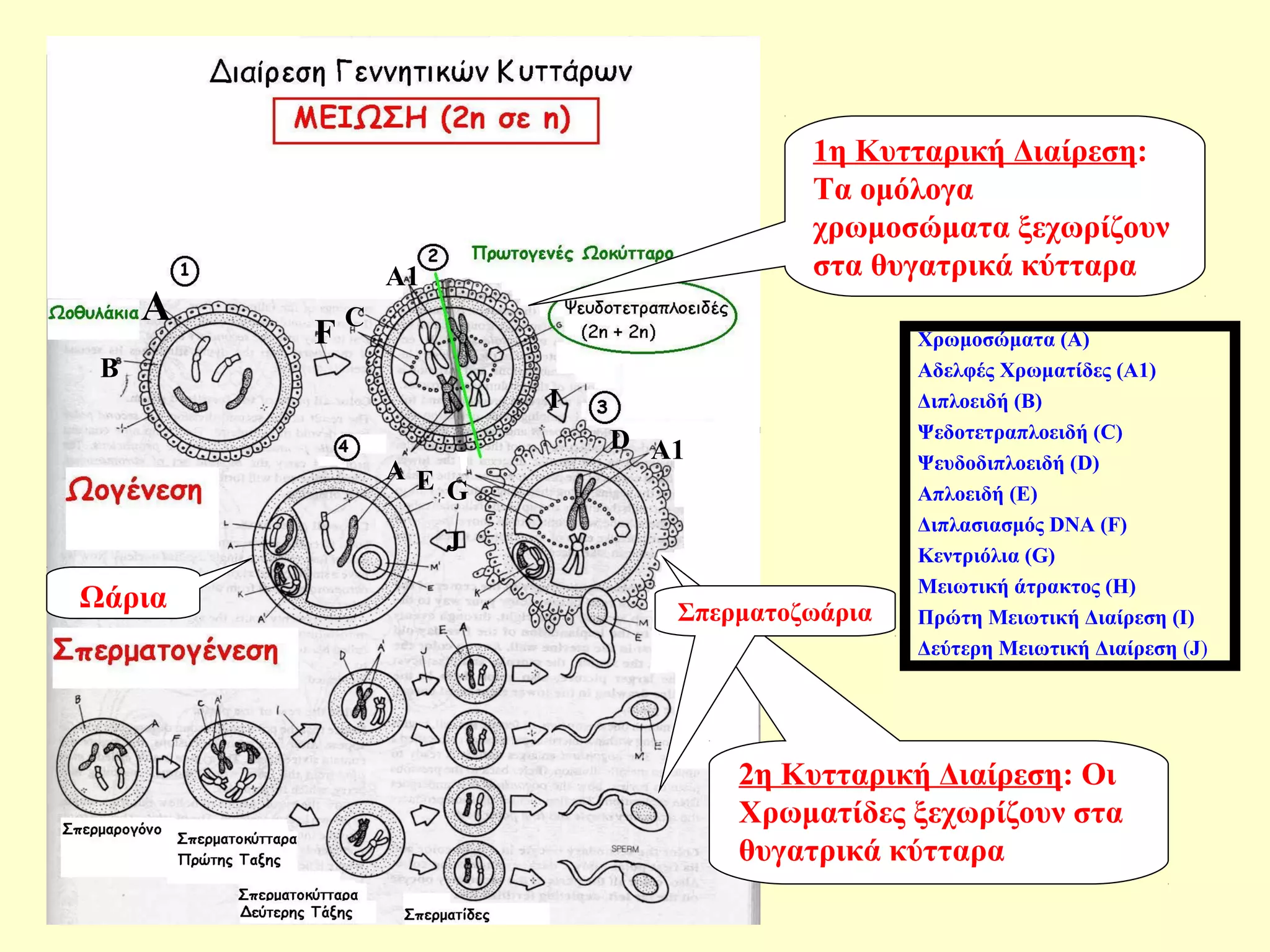 1η Κυτταρική Διαίρεση: 
Τα ομόλογα 
χρωμοσώματα ξεχωρίζουν 
στα θυγατρικά κύτταρα 
Χρωμοσώματα (Α) 
Αδελφές Χρωματίδες (Α1) 
Διπλοειδή (Β) 
Ψεδοτετραπλοειδή (C) 
Ψευδοδιπλοειδή (D) 
Απλοειδή (Ε) 
Διπλασιασμός DNA (F) 
Κεντριόλια (G) 
Μειωτική άτρακτος (Η) 
Πρώτη Μειωτική Διαίρεση (Ι) 
Δεύτερη Μειωτική Διαίρεση (J) 
Ωάρια Σπερματοζωάρια 
2η Κυτταρική Διαίρεση: Οι 
Χρωματίδες ξεχωρίζουν στα 
θυγατρικά κύτταρα 
F A 
B 
C 
A1 
D A1 
A E 
G 
I 
J 
 