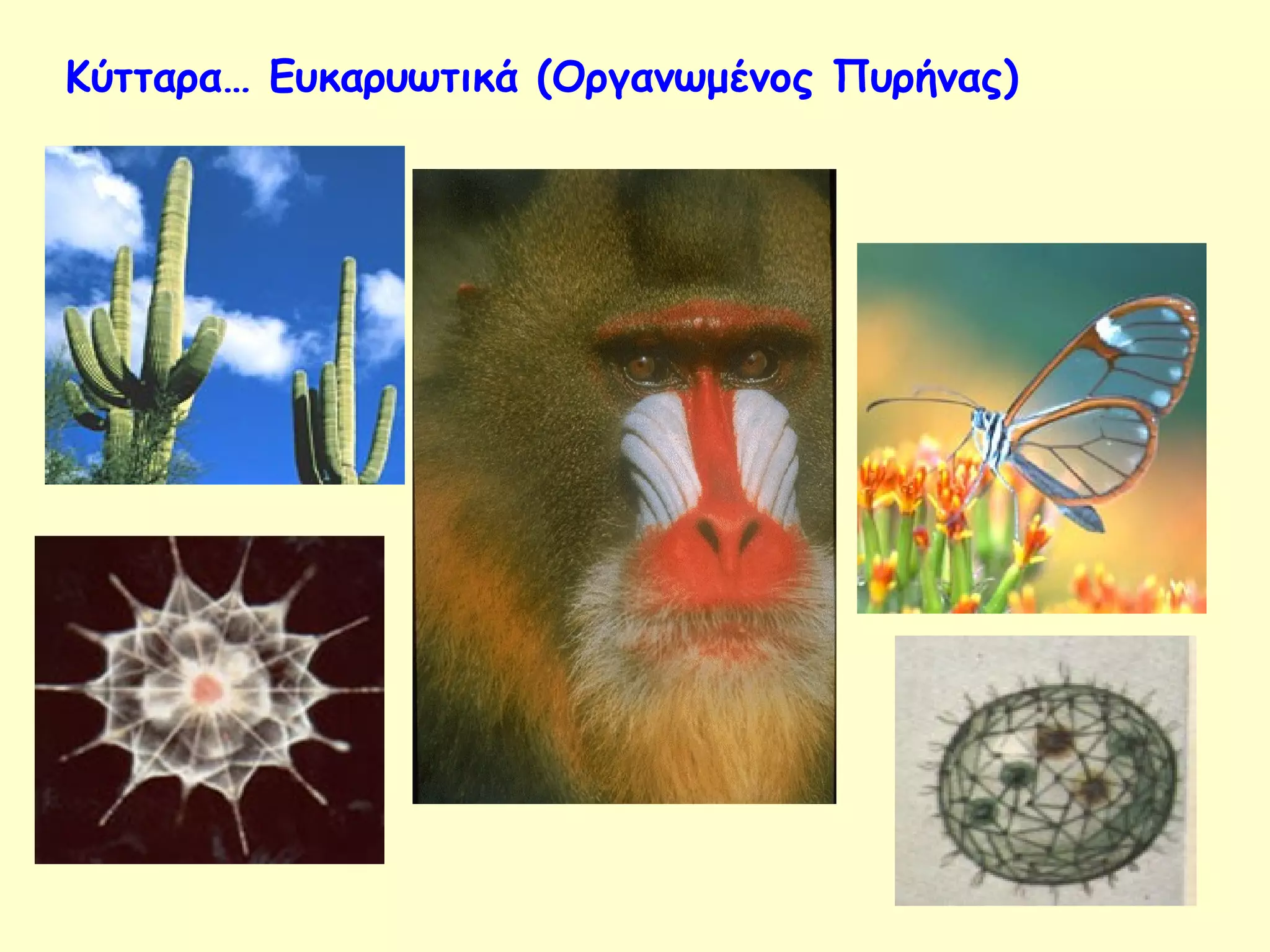 Κύτταρα… Ευκαρυωτικά (Οργανωμένος Πυρήνας) 
 
