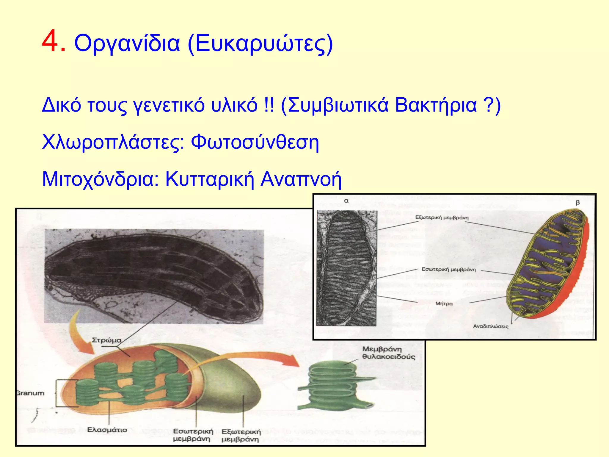 4. Οργανίδια (Ευκαρυώτες) 
Δικό τους γενετικό υλικό !! (Συμβιωτικά Βακτήρια ?) 
Χλωροπλάστες: Φωτοσύνθεση 
Μιτοχόνδρια: Κυτταρική Αναπνοή 
 