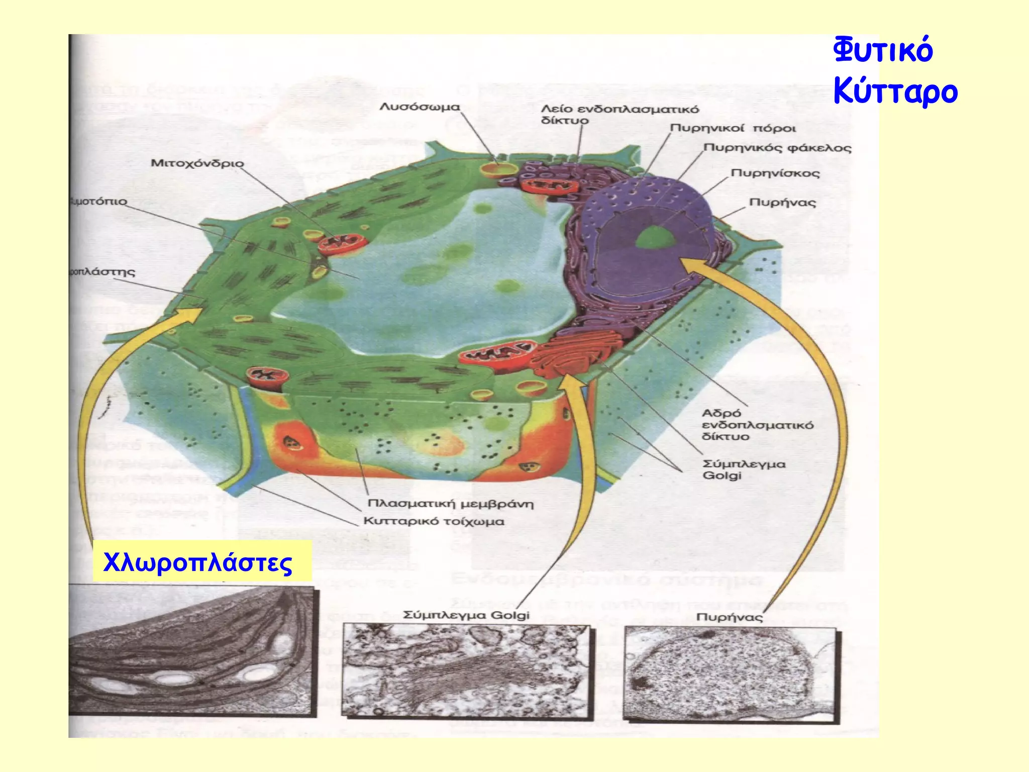 Φυτικό 
Κύτταρο 
Χλωροπλάστες 
 