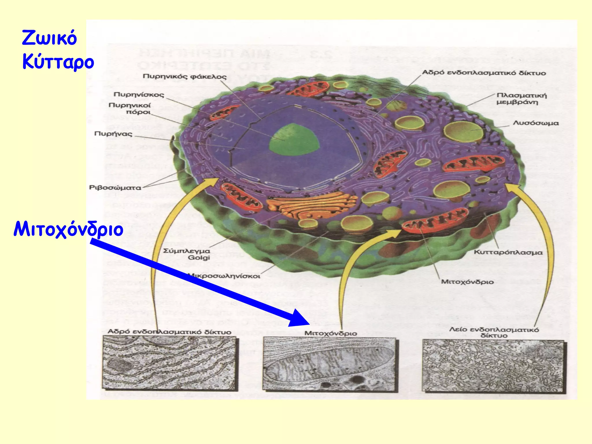 Ζωικό 
Κύτταρο 
Μιτοχόνδριο 
 