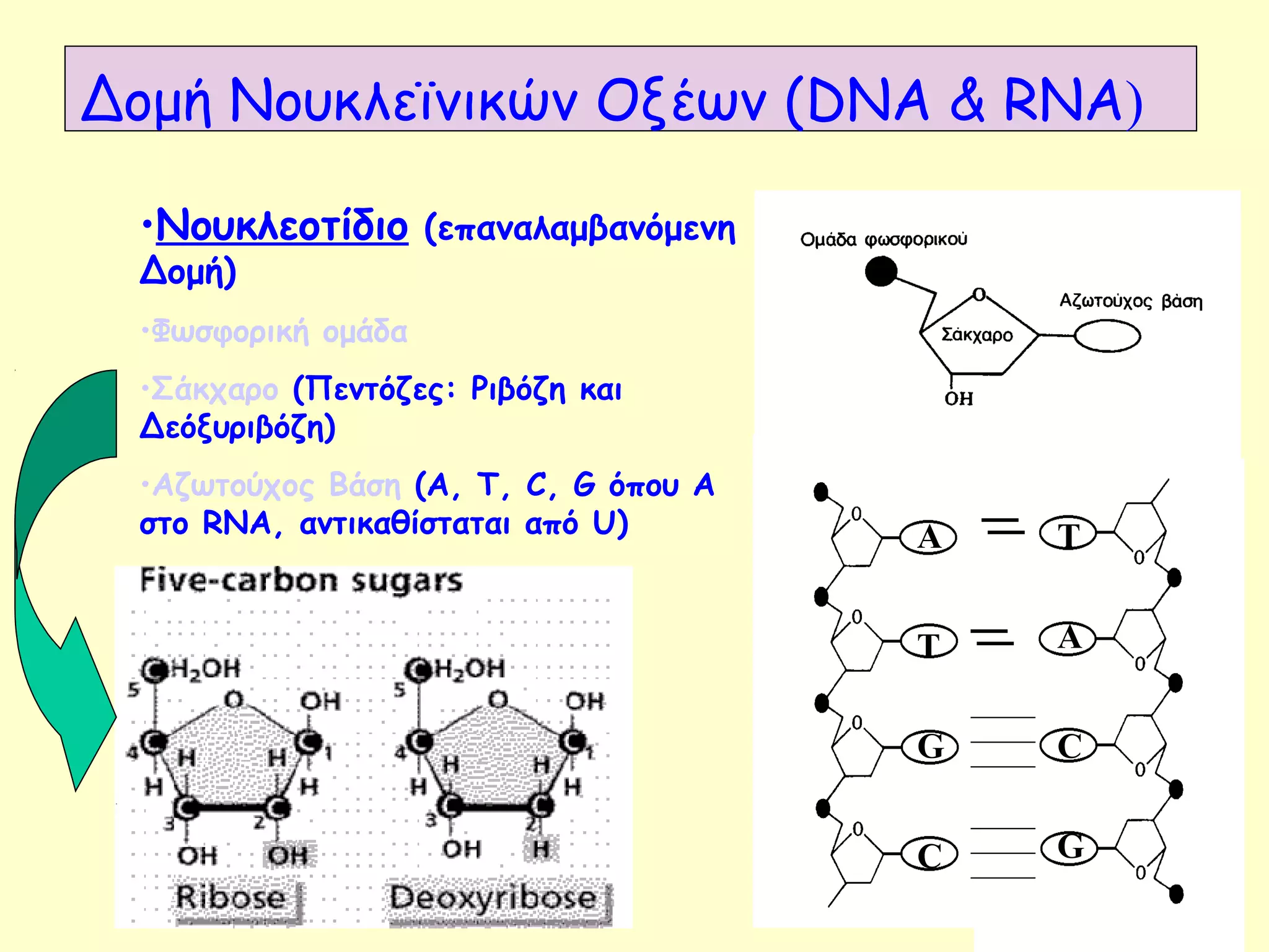 Δομή Νουκλεϊνικών Οξέων (DNA & RNA) 
•Νουκλεοτίδιο (επαναλαμβανόμενη 
Δομή) 
•Φωσφορική ομάδα 
•Σάκχαρο (Πεντόζες: Ριβόζη και 
Δεόξυριβόζη) 
•Αζωτούχος Βάση (Α, Τ, C, G όπου Α 
στο RNA, αντικαθίσταται από U) Α 
Τ 
G 
C 
T 
Α 
C 
G 
 