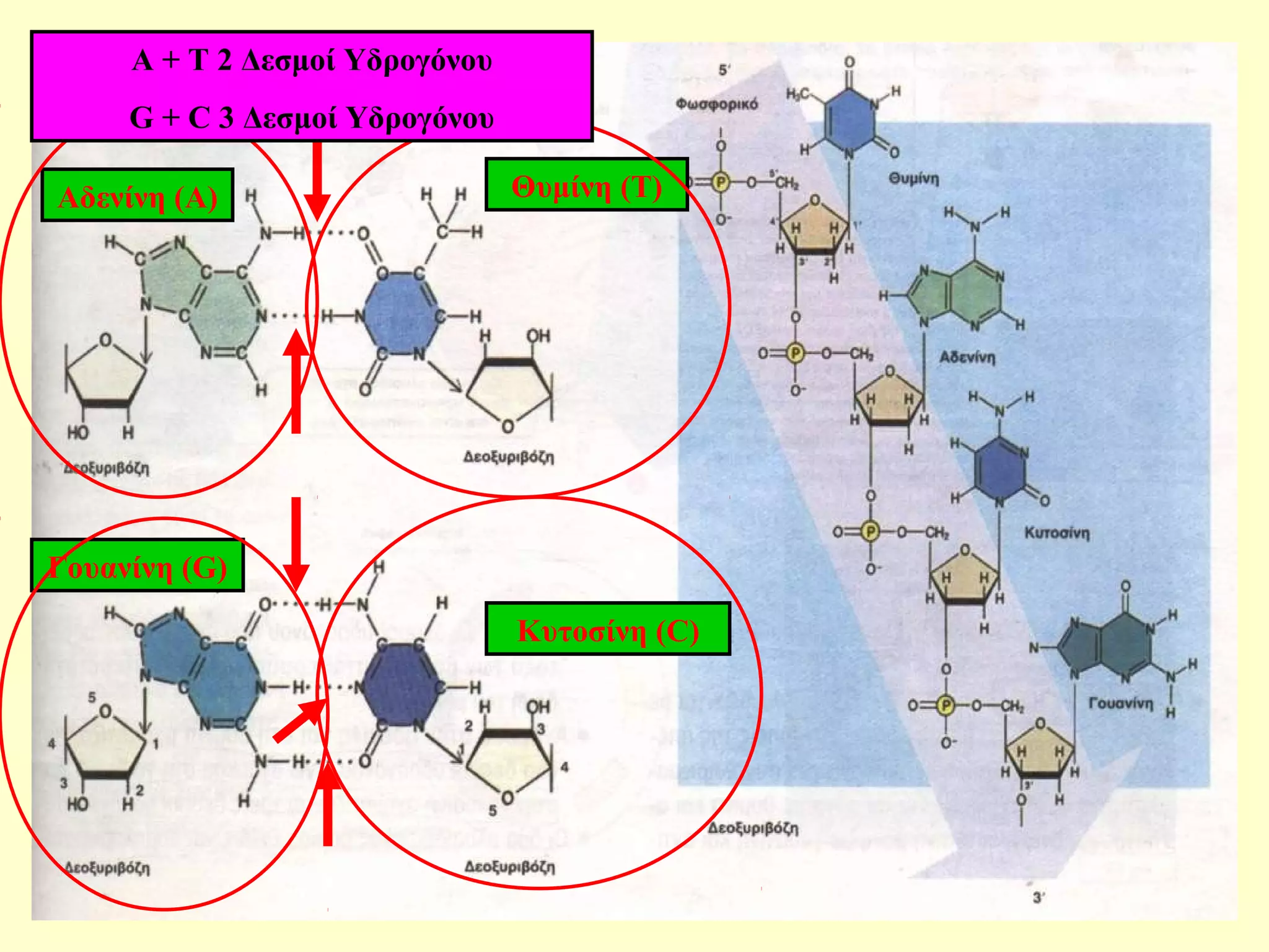 Αδενίνη (Α) Θυμίνη (Τ) 
Γουανίνη (G) 
Κυτοσίνη (C) 
A + T 2 Δεσμοί Υδρογόνου 
G + C 3 Δεσμοί Υδρογόνου 
 