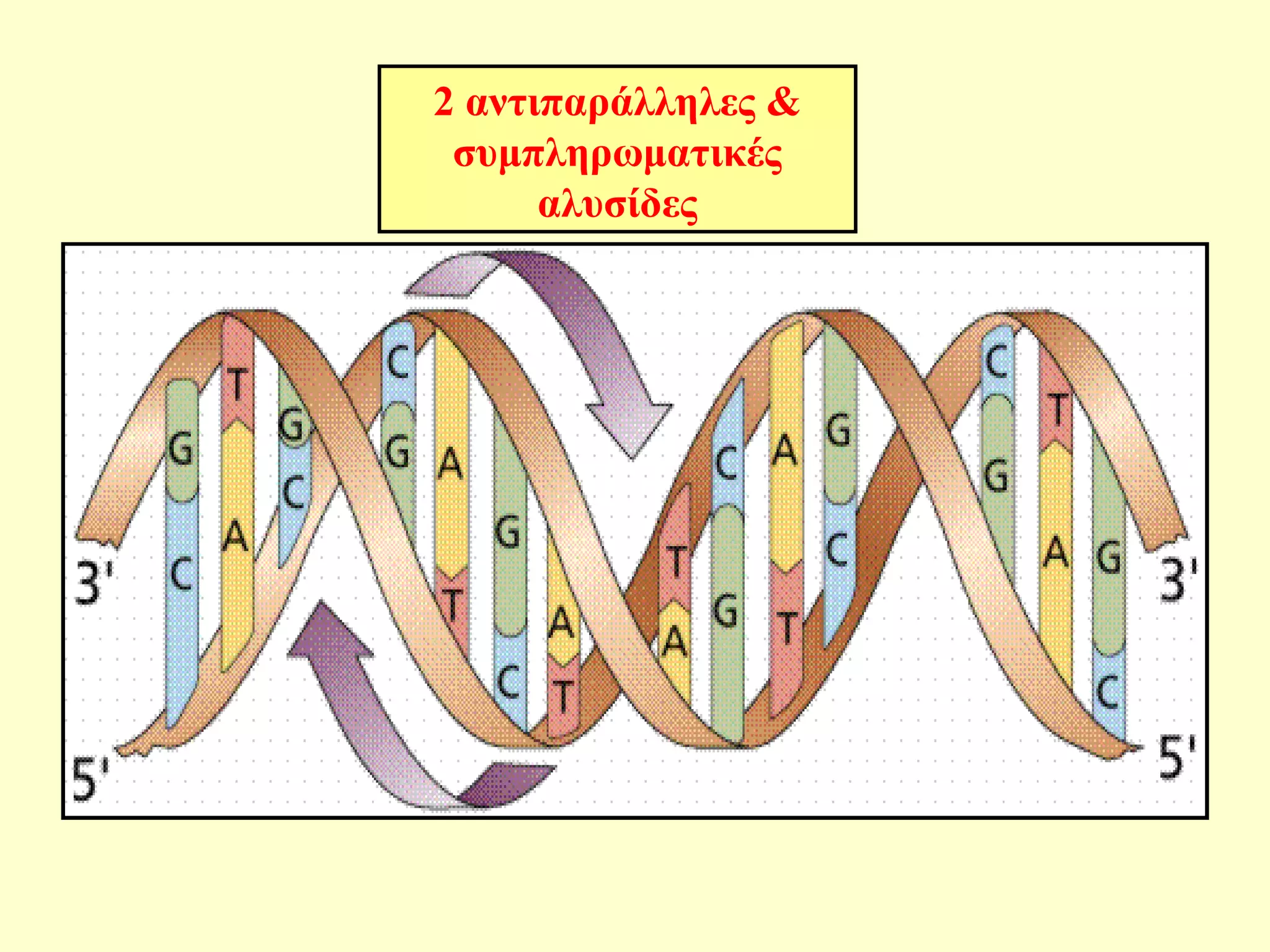 2 αντιπαράλληλες & 
συμπληρωματικές 
αλυσίδες 
 