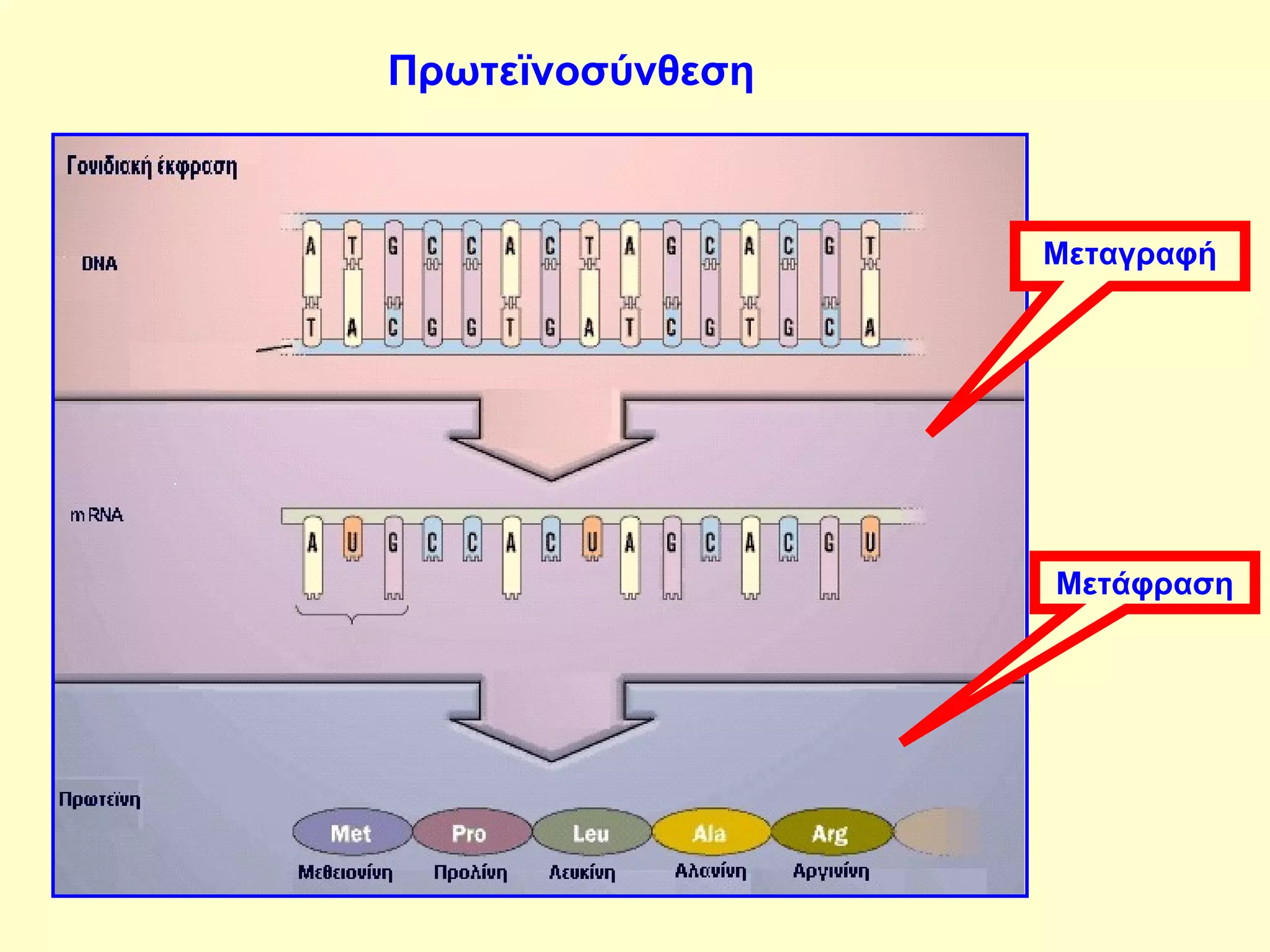 Πρωτεϊνοσύνθεση 
Μεταγραφή 
Μετάφραση 
 