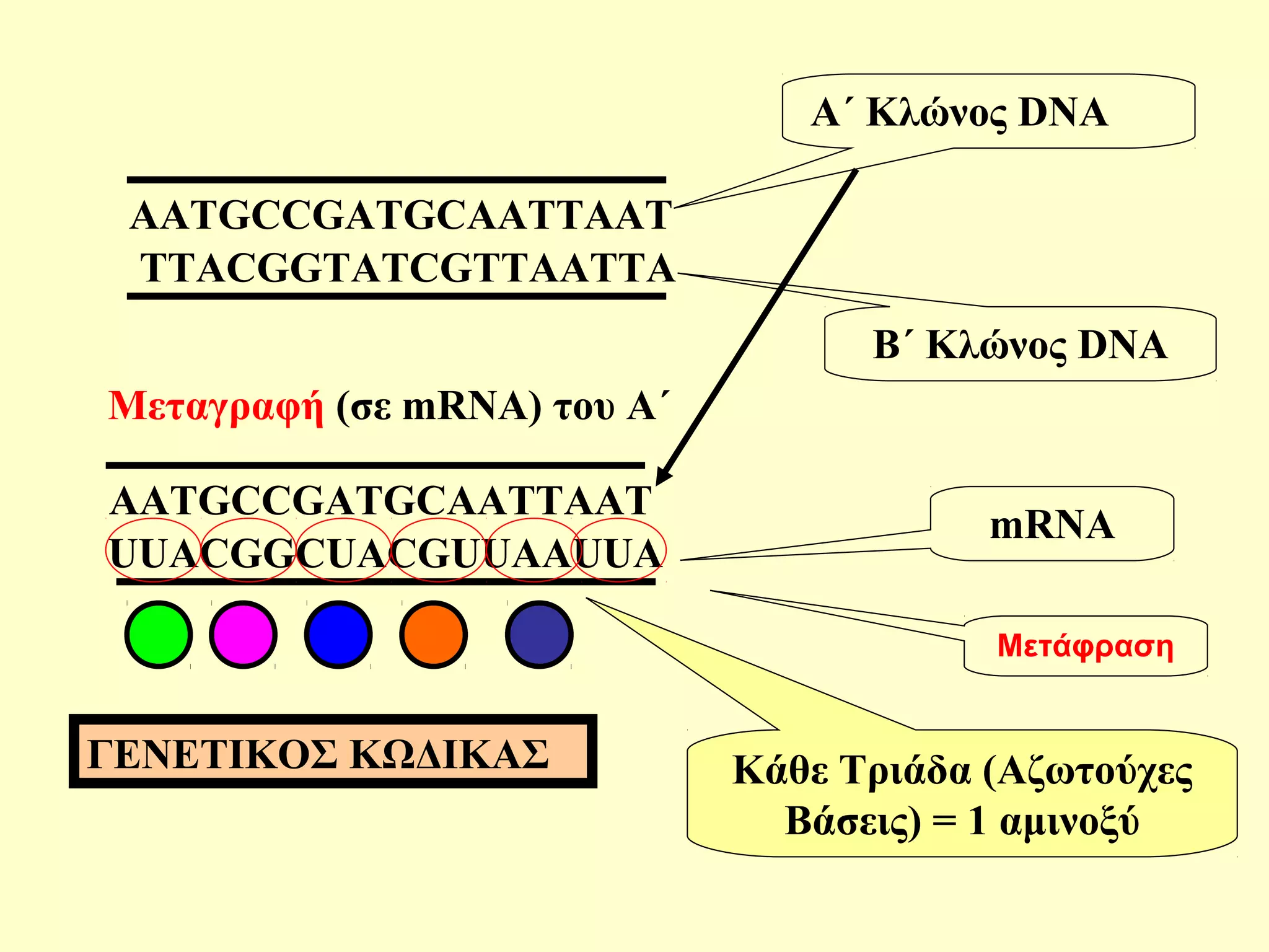 AATGCCGATGCAATTAAT 
TTACGGTATCGTTAATTA 
A΄ Κλώνος DNA 
Β΄ Κλώνος DNA 
Μεταγραφή (σε mRNA) του Α΄ 
AATGCCGATGCAATTAAT 
UUACGGCUACGUUAAUUA 
mRNA 
Κάθε Τριάδα (Αζωτούχες 
Βάσεις) = 1 αμινοξύ 
ΓΕΝΕΤΙΚΟΣ ΚΩΔΙΚΑΣ 
Μετάφραση 
 