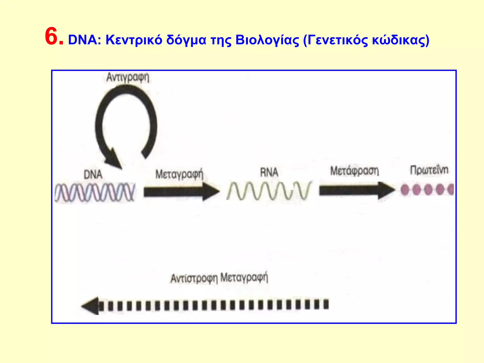 6. DNA: Κεντρικό δόγμα της Βιολογίας (Γενετικός κώδικας) 
