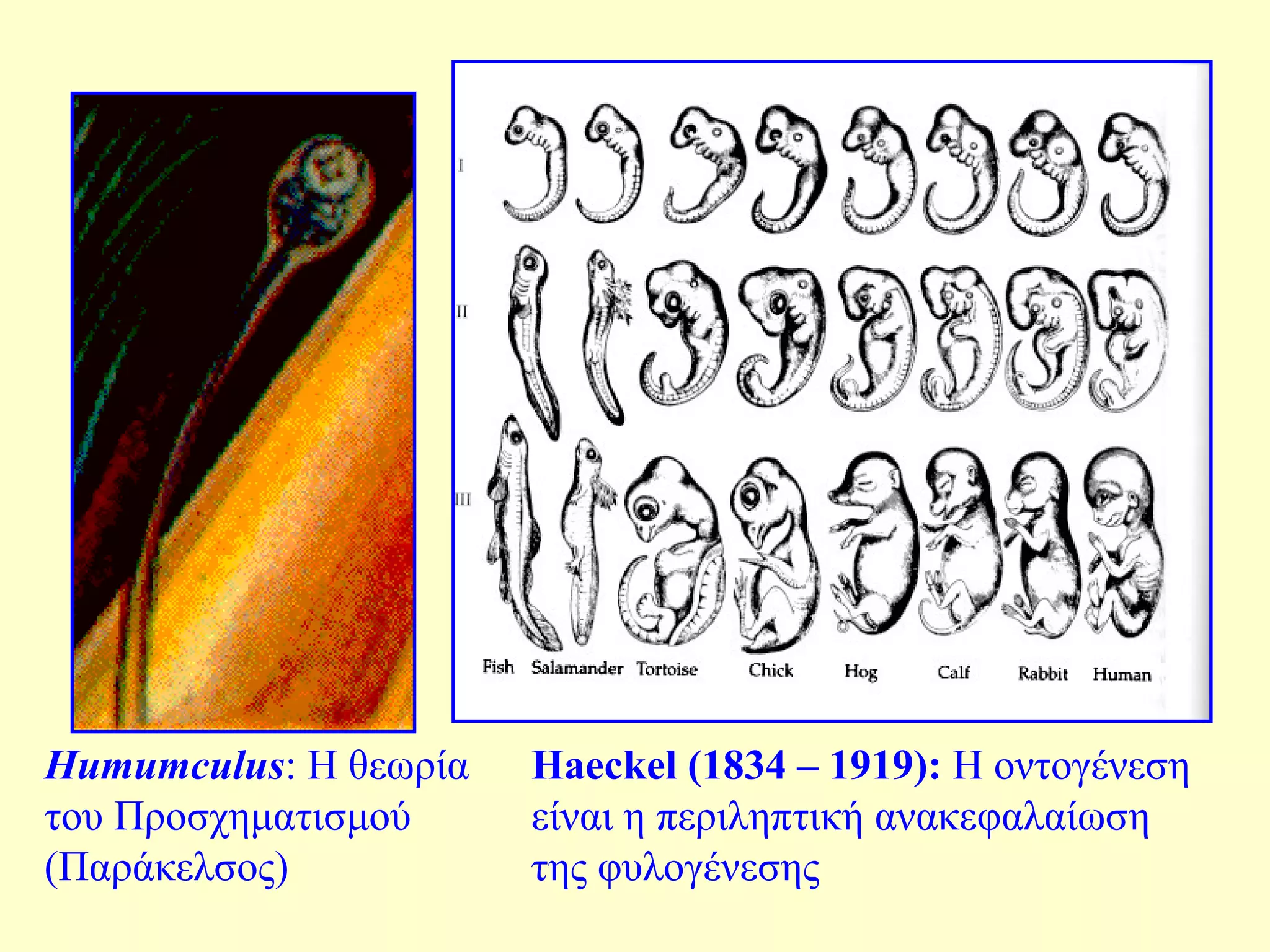 Humumculus: Η θεωρία 
του Προσχηματισμού 
(Παράκελσος) 
Haeckel (1834 – 1919): Η οντογένεση 
είναι η περιληπτική ανακεφαλαίωση 
της φυλογένεσης 
 