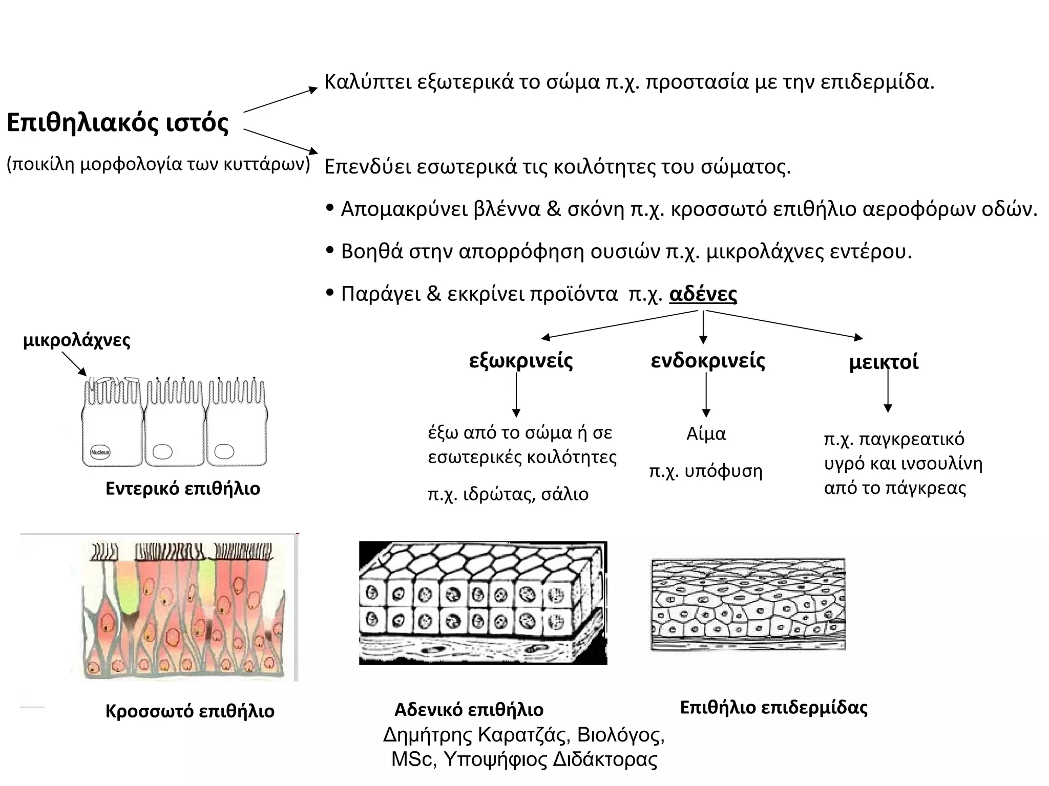Επιθηλιακός ιστός 
(ποικίλη μορφολογία των κυττάρων) 
Καλύπτει εξωτερικά το σώμα π.χ. προστασία με την επιδερμίδα. 
Επενδύει εσωτερικά τις κοιλότητες του σώματος. 
• Απομακρύνει βλέννα & σκόνη π.χ. κροσσωτό επιθήλιο αεροφόρων οδών. 
• Βοηθά στην απορρόφηση ουσιών π.χ. μικρολάχνες εντέρου. 
• Παράγει & εκκρίνει προϊόντα π.χ. αδένες 
εξωκρινείς ενδοκρινείς μεικτοί 
έξω από το σώμα ή σε 
εσωτερικές κοιλότητες 
π.χ. ιδρώτας, σάλιο 
Αίμα 
π.χ. υπόφυση 
π.χ. παγκρεατικό 
υγρό και ινσουλίνη 
μικρολάχνες 
Εντερικό επιθήλιο από το πάγκρεας 
Κροσσωτό επιθήλιο Αδενικό επιθήλιο Επιθήλιο επιδερμίδας 
Δημήτρης Καρατζάς, Βιολόγος, 
MSc, Υποψήφιος Διδάκτορας 
 