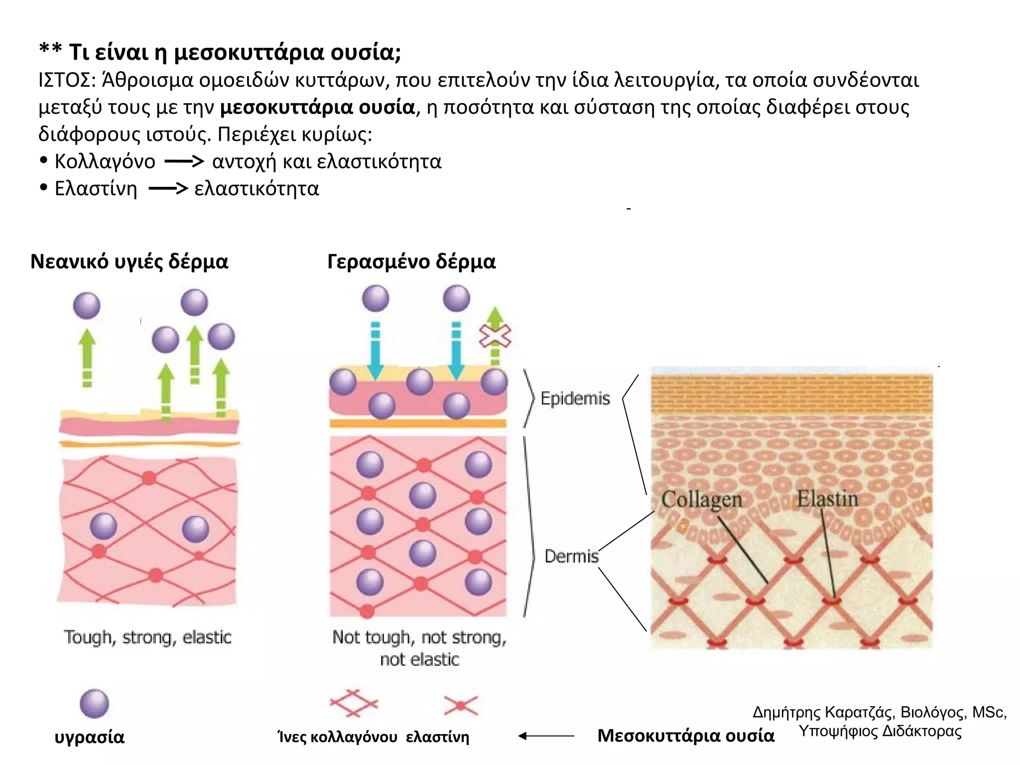 ** Τι είναι η μεσοκυττάρια ουσία; 
ΙΣΤΟΣ: Άθροισμα ομοειδών κυττάρων, που επιτελούν την ίδια λειτουργία, τα οποία συνδέονται 
μεταξύ τους με την μεσοκυττάρια ουσία, η ποσότητα και σύσταση της οποίας διαφέρει στους 
διάφορους ιστούς. Περιέχει κυρίως: 
• Κολλαγόνο αντοχή και ελαστικότητα 
• Ελαστίνη ελαστικότητα 
Νεανικό υγιές δέρμα Γερασμένο δέρμα 
υγρασία Ίνες κολλαγόνου ελαστίνη 
Δημήτρης Καρατζάς, Βιολόγος, MSc, 
Μεσοκυττάρια ουσία 
Υποψήφιος Διδάκτορας 
 