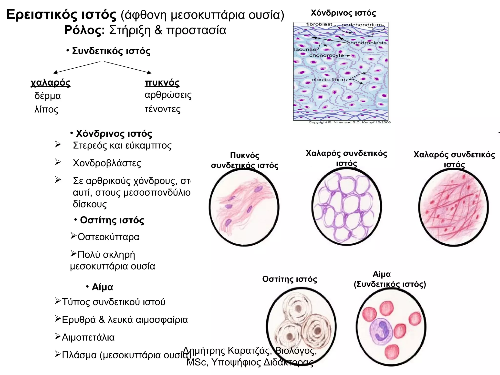 Ερειστικός ιστός (άφθονη μεσοκυττάρια ουσία) 
Ρόλος: Στήριξη & προστασία 
• Συνδετικός ιστός 
χαλαρός πυκνός 
δέρμα 
λίπος 
αρθρώσεις 
τένοντες 
• Χόνδρινος ιστός 
 Στερεός και εύκαμπτος 
 Χονδροβλάστες 
 Σε αρθρικούς χόνδρους, στο 
αυτί, στους μεσοσπονδύλιους 
δίσκους 
• Οστίτης ιστός 
Οστεοκύτταρα 
Πολύ σκληρή 
μεσοκυττάρια ουσία 
• Αίμα 
Τύπος συνδετικού ιστού 
Ερυθρά & λευκά αιμοσφαίρια 
Αιμοπετάλια 
Πλάσμα (μεσοκυττάρια ουσία) 
Πυκνός 
συνδετικός ιστός 
Χαλαρός συνδετικός 
ιστός 
Οστίτης ιστός Αίμα 
Χαλαρός συνδετικός 
(Συνδετικός ιστός) 
ιστός 
Χόνδρινος ιστός 
Δημήτρης Καρατζάς, Βιολόγος, 
MSc, Υποψήφιος Διδάκτορας 
 