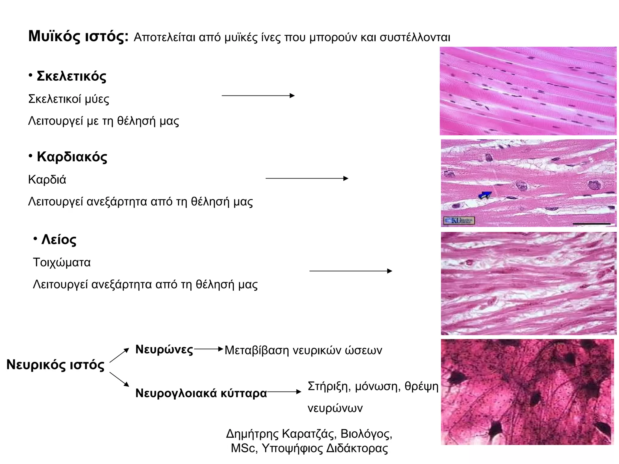 Μυϊκός ιστός: Αποτελείται από μυϊκές ίνες που μπορούν και συστέλλονται 
• Σκελετικός 
Σκελετικοί μύες 
Λειτουργεί με τη θέλησή μας 
• Καρδιακός 
Καρδιά 
Λειτουργεί ανεξάρτητα από τη θέλησή μας 
• Λείος 
Τοιχώματα 
Λειτουργεί ανεξάρτητα από τη θέλησή μας 
Νευρικός ιστός 
Νευρώνες 
Μεταβίβαση νευρικών ώσεων 
Νευρογλοιακά κύτταρα 
Στήριξη, μόνωση, θρέψη 
νευρώνων 
Δημήτρης Καρατζάς, Βιολόγος, 
MSc, Υποψήφιος Διδάκτορας 
 