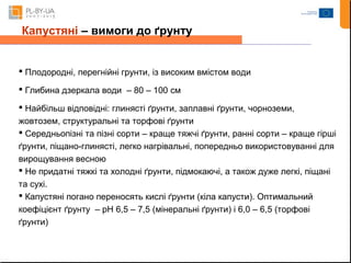 Капустяні – вимоги до ґрунту 
 Плодородні, перегнійні грунти, із високим вмістом води 
 Глибина дзеркала води – 80 – 100 см 
 Найбільш відповідні: глинясті ґрунти, заплавні ґрунти, чорноземи, 
жовтозем, структуральні та торфові ґрунти 
 Середньопізні та пізні сорти – краще тяжчі ґрунти, ранні сорти – краще гірші 
ґрунти, піщано-глинясті, легко нагрівальні, попередньо використовуванні для 
вирощування весною 
 Не придатні тяжкі та холодні ґрунти, підмокаючі, а також дуже легкі, піщані 
та сухі. 
 Капустяні погано переносять кислі ґрунти (кіла капусти). Оптимальний 
коефіцієнт ґрунту – pH 6,5 – 7,5 (мінеральні ґрунти) i 6,0 – 6,5 (торфові 
ґрунти) 
 
