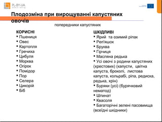 Плодозміна при вирощуванні капустяних 
овочів 
попередники капустяних 
КОРИСНІ 
 Пшениця 
 Овес 
 Картопля 
 Гречиха 
 Цибуля 
 Морква 
 Огірок 
 Помідор 
 Пор 
 Селера 
 Цикорій 
 Біб 
ШКІДЛИВІ 
 Ярий та озимий ріпак 
 Реп'яшок 
 Бруква 
 Гірчиця 
 Масляна редька 
 Усі овочі з родини капустяних 
(хрестових) (капусти, цвітна 
капуста, броколі, листова 
капуста, кольрабі, ріпа, редиска, 
редька, хрін) 
 Буряки (усі) (бурячковий 
нематод) 
 Шпинат 
 Квасоля 
 Багаторічні зелені пасовиища 
(всеїдні шкідники) 
 
